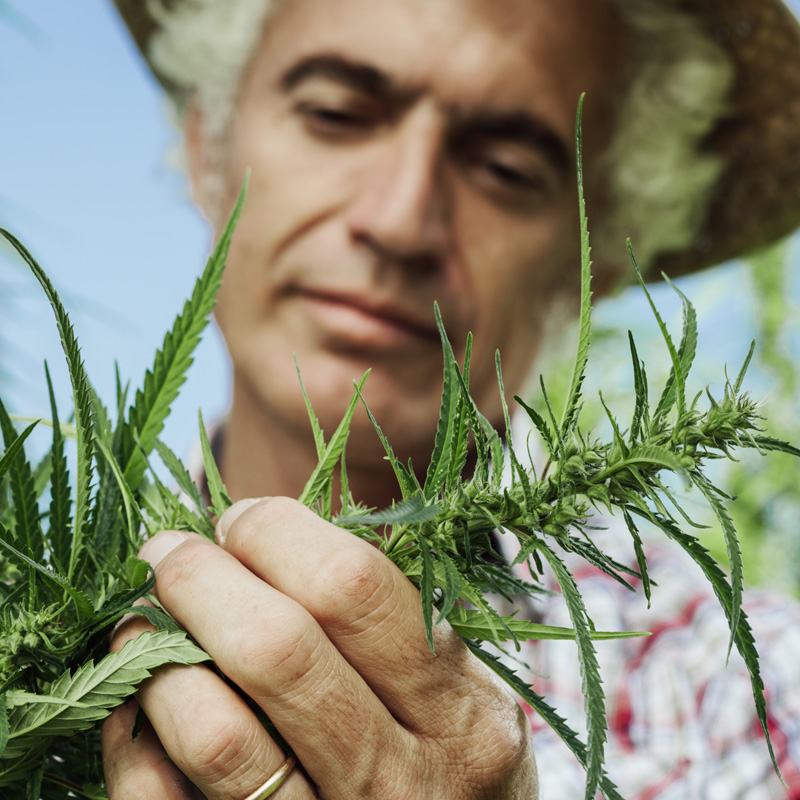 Industrial Hemp The Eco Friendly Super Plant