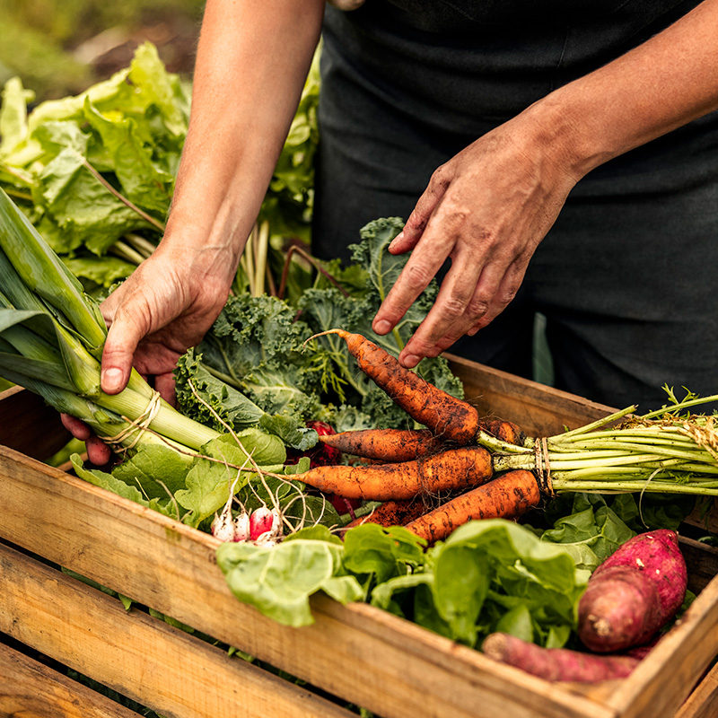 Cultivating Harmony: The Benefits of Organic Gardening to the Planet