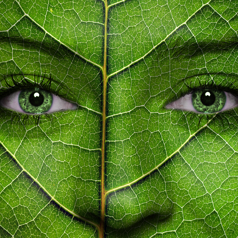 How Does Reforestation Impact The Environment?