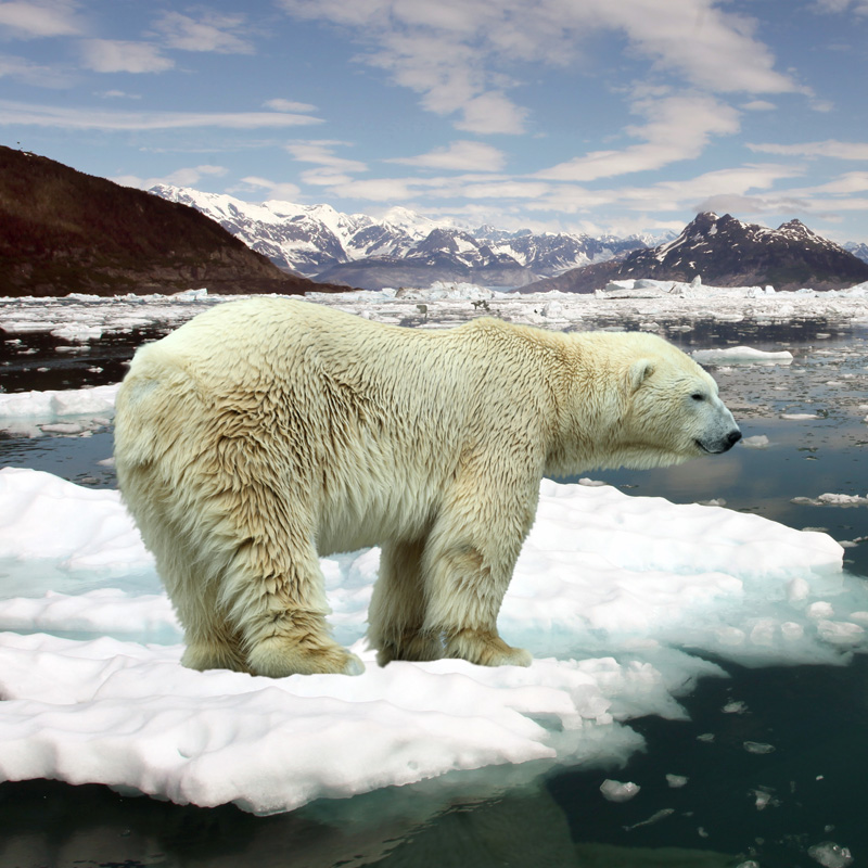 How Do We Help Mitigate Climate Change?