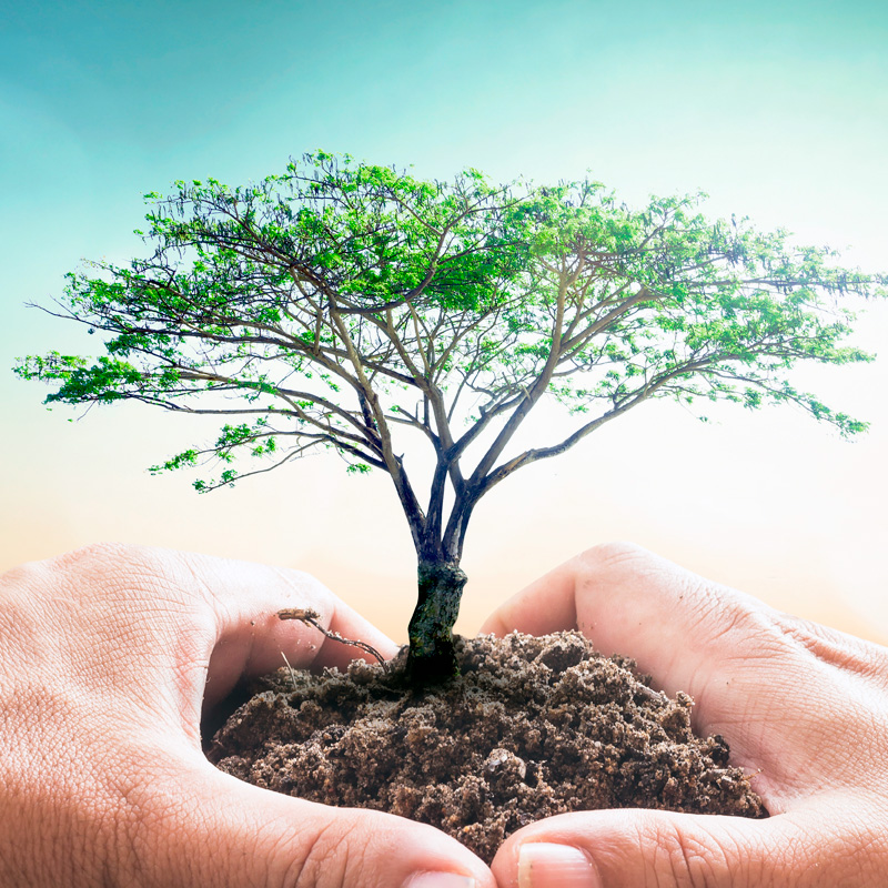 Biodiversity: The Living Infrastructure of Our Planet